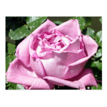 Lavender Rose Postcards