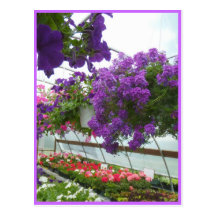Lavender Verbena Purple Petunias Postcard