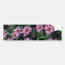 Lavender White Yellow Centre Aster, (Aster Sibiric Bumper Sticker