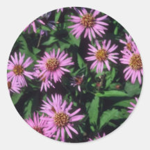 Lavender White Yellow Centre Aster, (Aster Sibiric Sticker