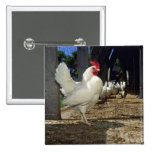 Layers (Hens And Roosters) Button