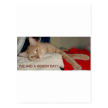 LAZY CAT 2 POST CARD