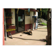 Lazy Dog Morning Postcard