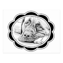 LAZY MASTIFF POSTCARD