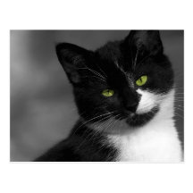 Le Chat Carte Postale
