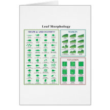 Leaf Morphology Chart Greeting Cards