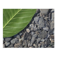 Leaf on Rocks Post Card