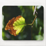 Leaf On Tree In Yosemite Park Mousepad