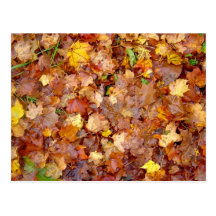 'Leaf Pile' photo postcard