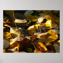leafs in rays posters