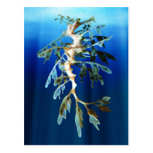 Leafy Sea Dragon Postcards