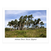 Leaning Trees On The Ashdown Forest Postcard