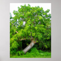 Leaning tropical fruit tree Poster