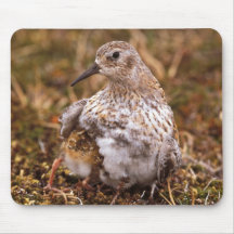 Least Sandpiper and chick Mouse Pads