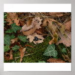 Leaves and Beatle Posters