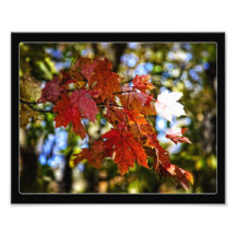 Leaves changing photographic print