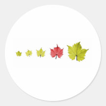 Leaves evolution round stickers