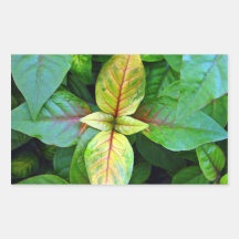 Leaves yellowing in symmetry rectangle stickers