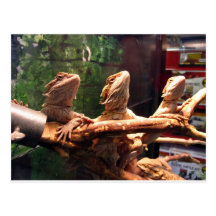 Leezard Trio Postcards