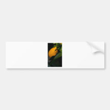 lemon bumper sticker