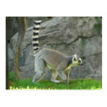 Lemur Post Cards
