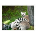 Lemurs Post Card