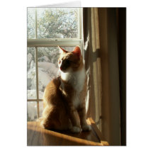 Leo 016 greeting cards
