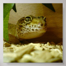Leo Gecko Portrait Print