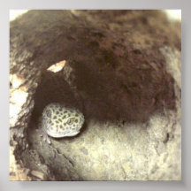 Leo Gecko Poster
