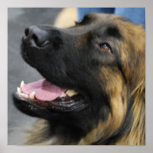 Leonberger Dog Poster