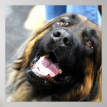Leonberger  Poster