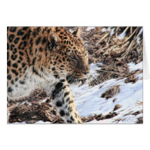 Leopard Cards