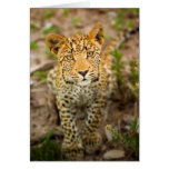Leopard Cub Greeting Card