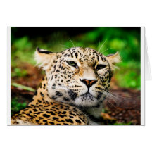 Leopard Greeting Card