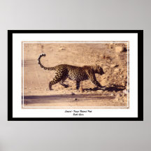 Leopard Kruger National Park South Africa Print