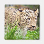 Leopard Looking at his Prey Magnets