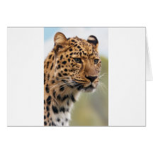 Leopard Photo Card