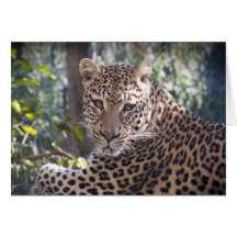 Leopard Portrait Card