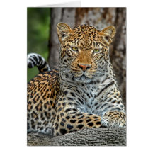 Leopard Portrait Card