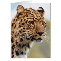Leopard Portrait Greeting Card