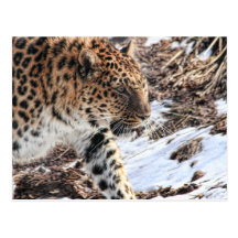 Leopard Postcard