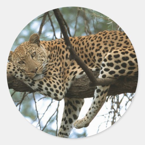 Leopard Resting in Tree Stickers