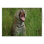 Leopard yawning (Card)