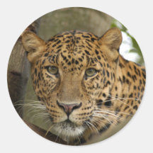 LeopardCheetaro002 Sticker