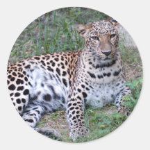 LeopardSundari_002 Round Sticker