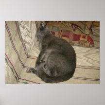 Leo's Cat Nap Poster