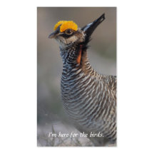 Lesser Prairie Chicken Birder's Calling Card Business Card Template