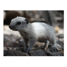 Leucistic White Squirrel Postcard