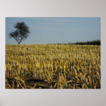 Lg tree in field, DSCF7010 Posters