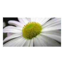 Life's a Daisy Photo Card Template